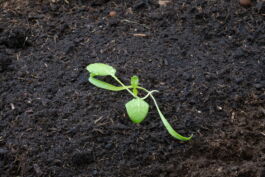 Madeleine Elisabeth Peccoux